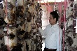 Trồng nấm từ mùn cưa cao su
